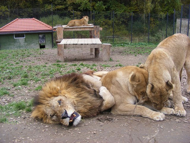 Zoopark Dvorec u Borovan - lev pustinný