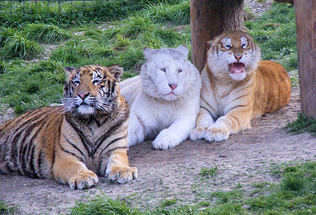 Tygr indický ve 3 barevných formách - běžné, bílé a zlaté