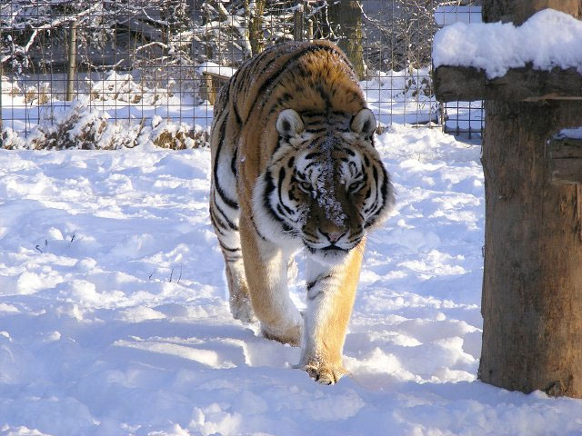 Zoopark Dvorec u Borovan - tygr indický