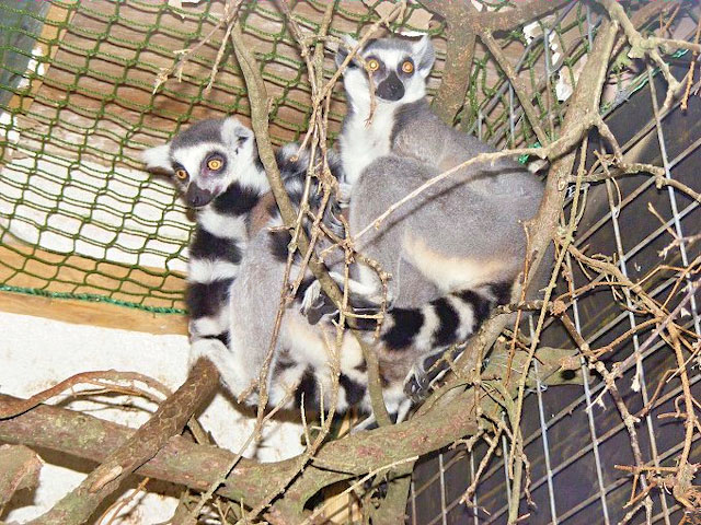Zoopark Dvorec u Borovan - lemur kata