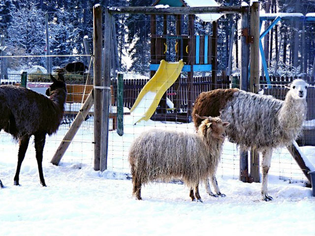 Zoopark Dvorec u Borovan - lamy a koza