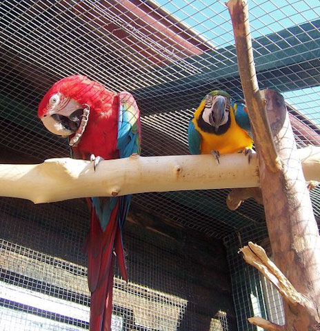 Zoopark Dvorec u Borovan - ara zelenokřídlý a ara ararauna
